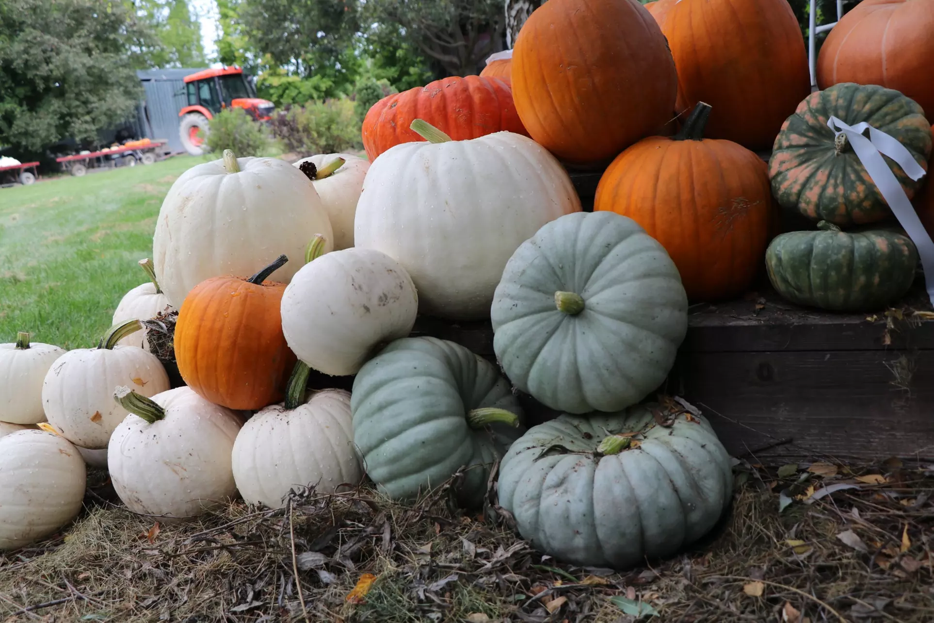 In-Store Pumpkins at Countryside Landscapes and Garden Centre (Up to 50% Off). Two Options Available. - Primary Image