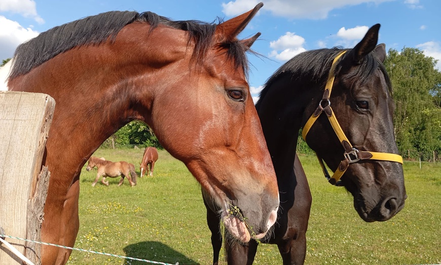 Image 4: Tierpatenschaft für 1 Tier nach Wahl inkl. Tierführung