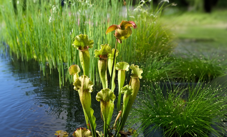 Image 11: 3 of 6 vleesetende planten