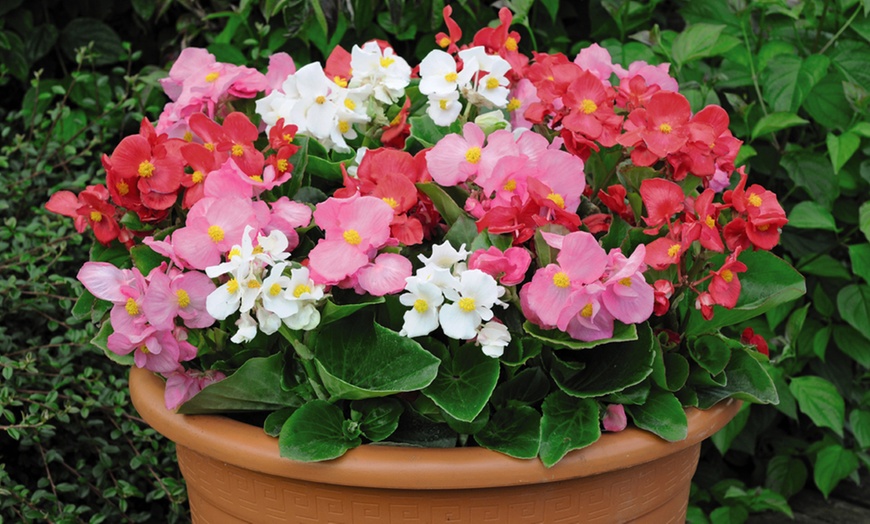 Image 1: 36 or 72 Begonia Giant Lotto Mixed Plants