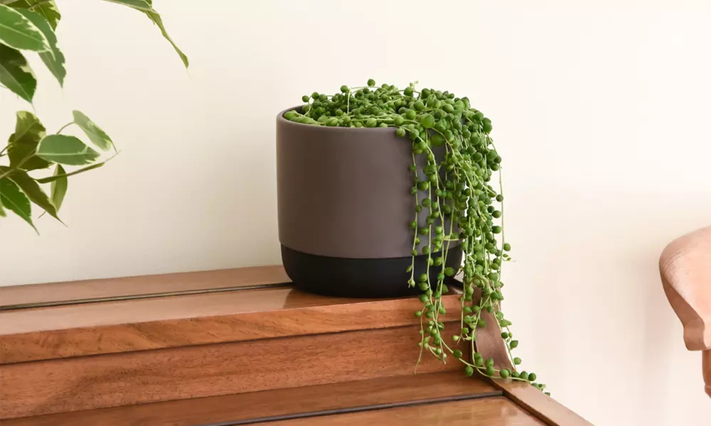 Mixed Selection of Hanging Houseplants - Potted Plants