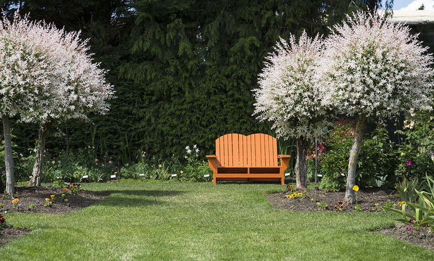 Image 3: Saule panaché et semis à feuilles roses