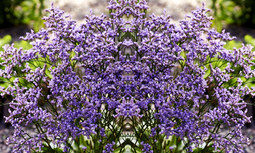 Image 6: One or Three Limonium 'Dazzle Rocks' Potted Plants