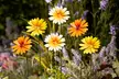 6 or 12 Metal Daisy Garden Stakes - 2 Colour Options - Image 7