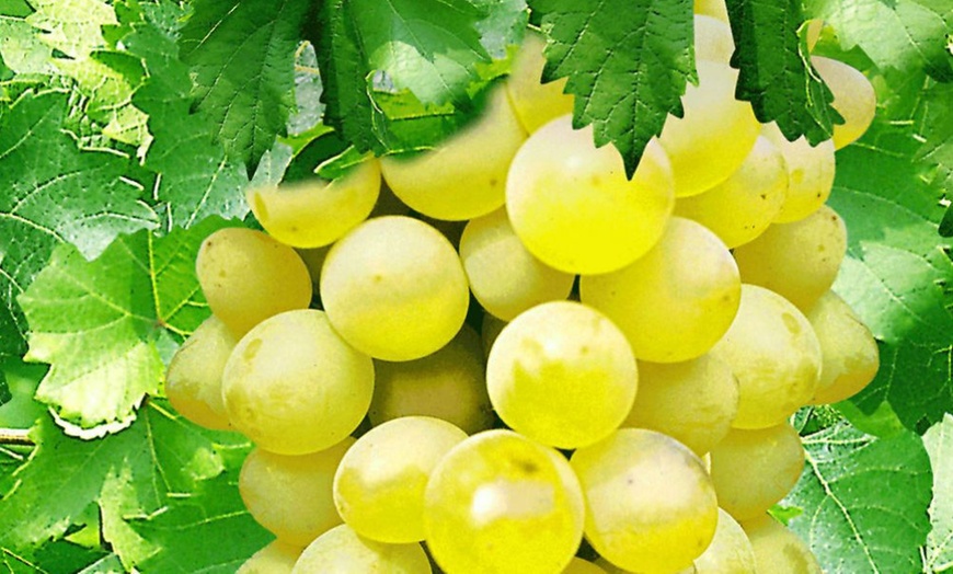 Image 3: Three Seedless Grape Plants Pots