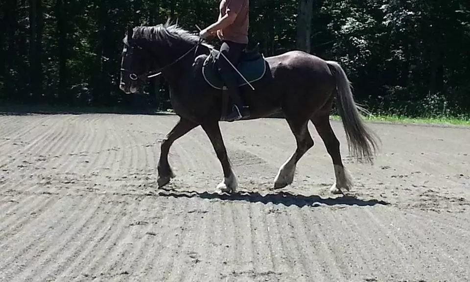 $40 for $50 Worth of Services — Classical Touch Stables - Primary Image