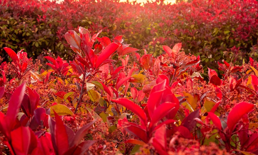 Image 1: 3 ou 6 plants de photinia fraseri "Red Robin"