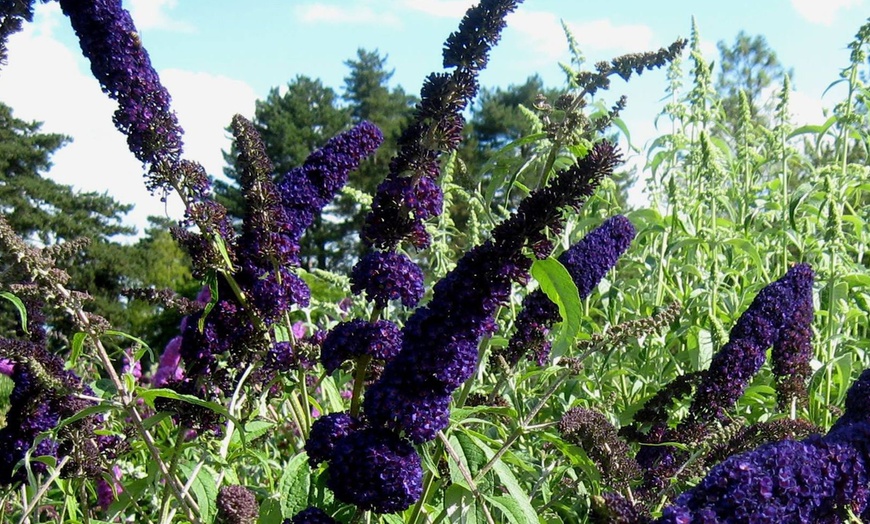 Image 3: Lot de 3 ou 6 arbres à papillons Buddleia