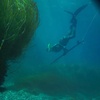 Image 3: Up to 36% Off on Spearfishing at Just Get Wet
