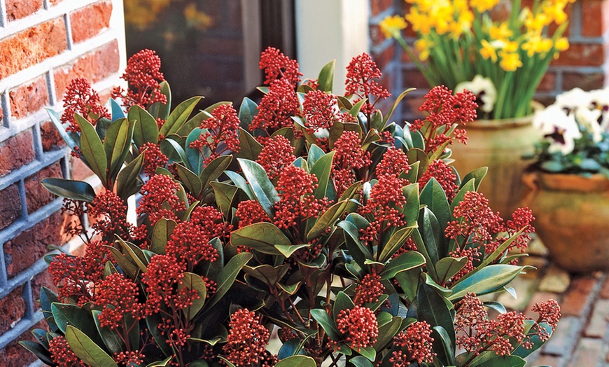 Image 6: Three or Nine Winter Interest Shrub Collection