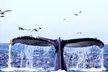 2 Hour Whale Watching Cruise on Oahu Coast - Spot Hawaii's Beautiful Marine Life! - Second Medium