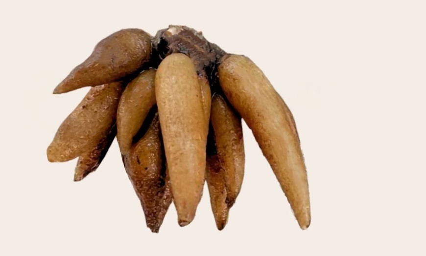 Image 2: 80 bulbos de ranúnculo en diferentes colores