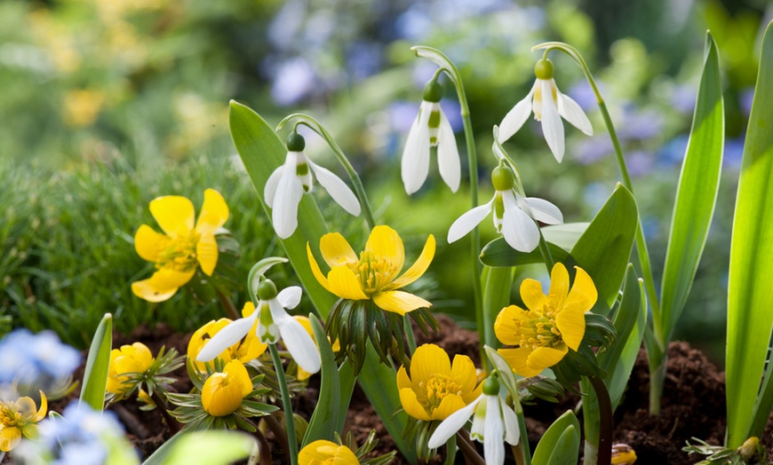 Image 5: Lot de bulbes à fleurs