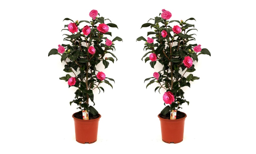 Image 12: 1 oder 2 japanische Rosen-Sträucher "Camellia japonica" XL