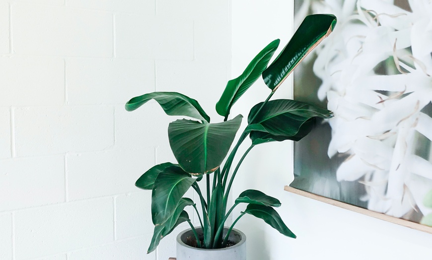 Plantas de Strelitzia Nicolai | Groupon