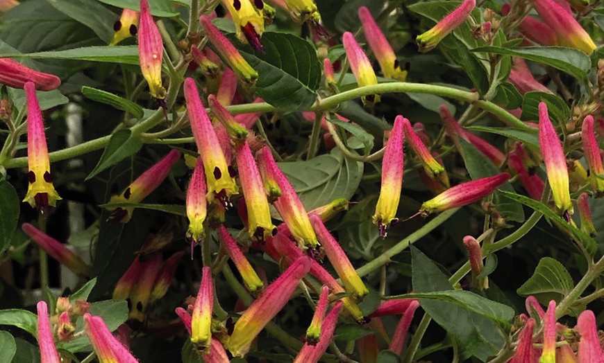 Image 2: Three or Six Cuphea 'Funny Face' Annual Shrub Jumbo Plug Plants