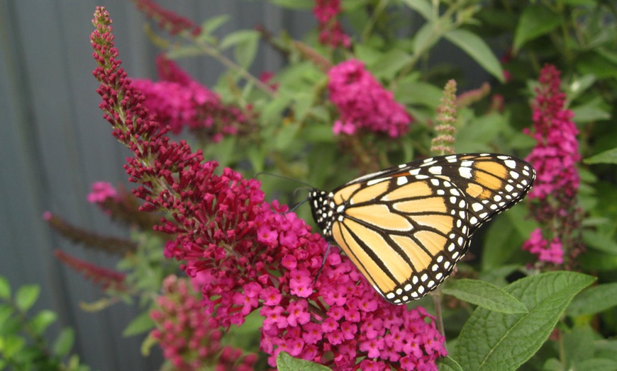 Image 3: Buddleja Butterfly Plants