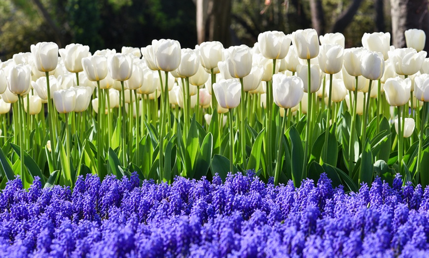 Image 4: 65 White Spring Flowering Collection Bulbs