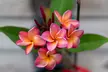1 ou 2 pots de frangipanier "Plumeria"  hawaiien - Second Medium