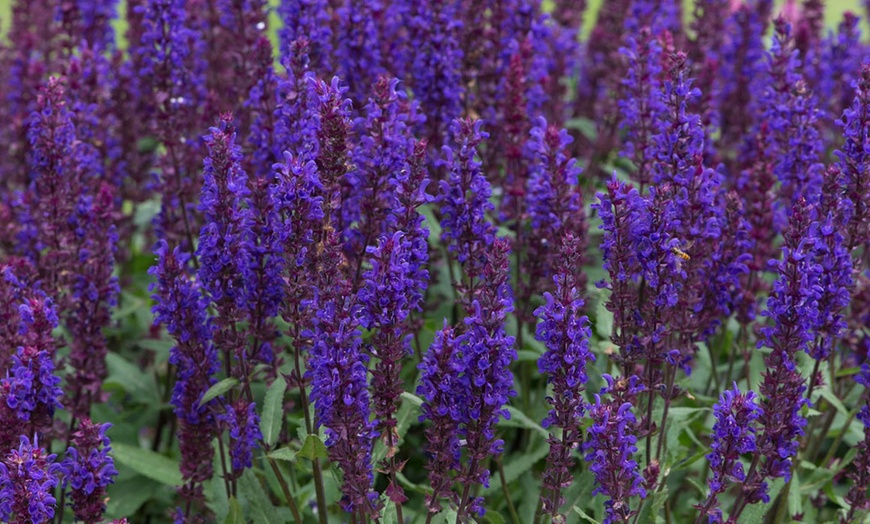 Image 3: 15 or 30 Salvia Nemorosa Salvatore Deep Blue Perennials