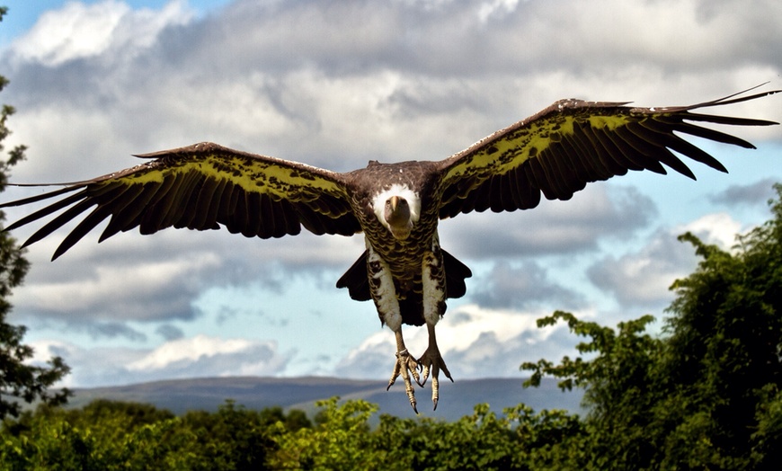 Image 1: Birds of Prey handling Experience Upto Four Persons at World of Wings