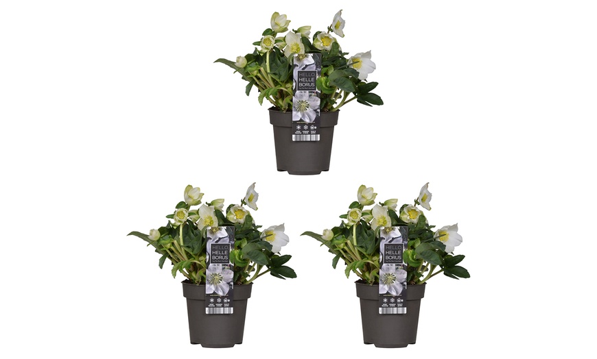 Image 2: 3 of 6 Helleborus Niger 'Christmas Carol'