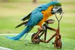 General admission to Dubai Exotic Bird-Show at Creek Park Bird Show in Dolphinarium - Image 4