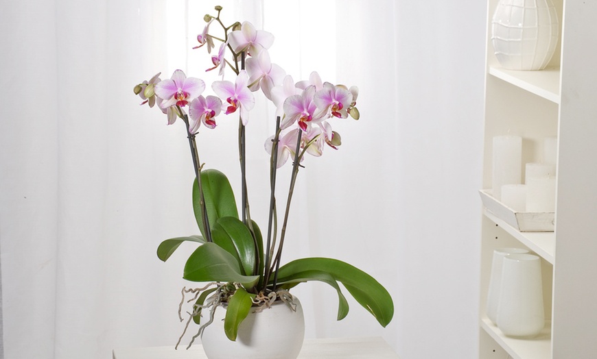 Image 1: Phalaenopsis orchidee