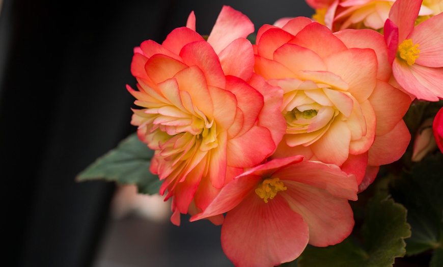 Image 4: Begonia Limitless Sunrise - 5, 10 or 20 Plants