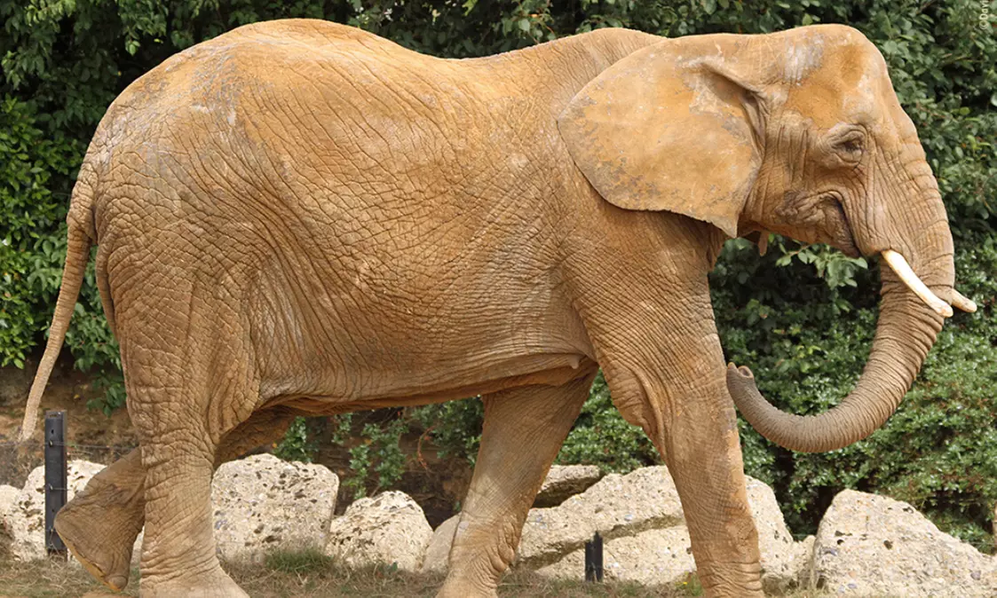 Essex: 4* Stay for 2 or 4 with Breakfast and optional Zoo tickets