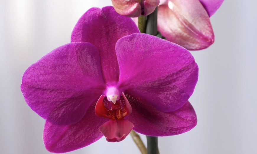 Image 6: Phalaenopsis plant (vlinderorchidee)