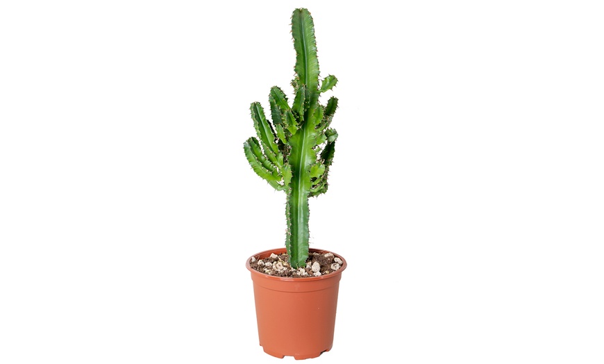 Image 2: Euphorbia Eritrea Cowboycactus