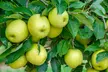 Orchard Fruit Tree Collection - Apple Braeburn, Golden Delicious and Pear Conference - Image 7