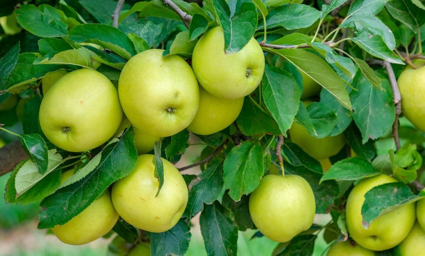 Image 7: Orchard Fruit Tree Collection