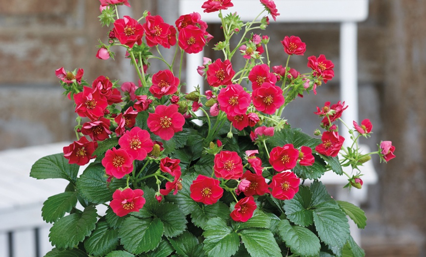 Image 2: Strawberry Summer Breeze Plants