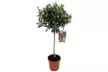 1 ou 2 oliviers "Olea Europaea", 100-120 cm à la livraison - Second Medium