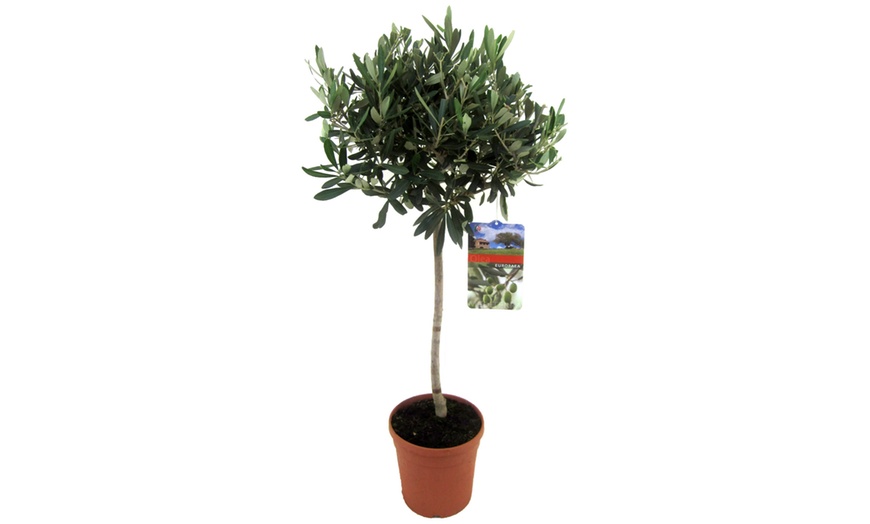 Image 4: 1 ou 2 oliviers, 100-120 cm à la livraison