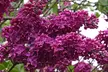 Three or Six Fragrant Purple Lilac Trees from £24.98 With Free Delivery (Up to 73% Off) - Image 2
