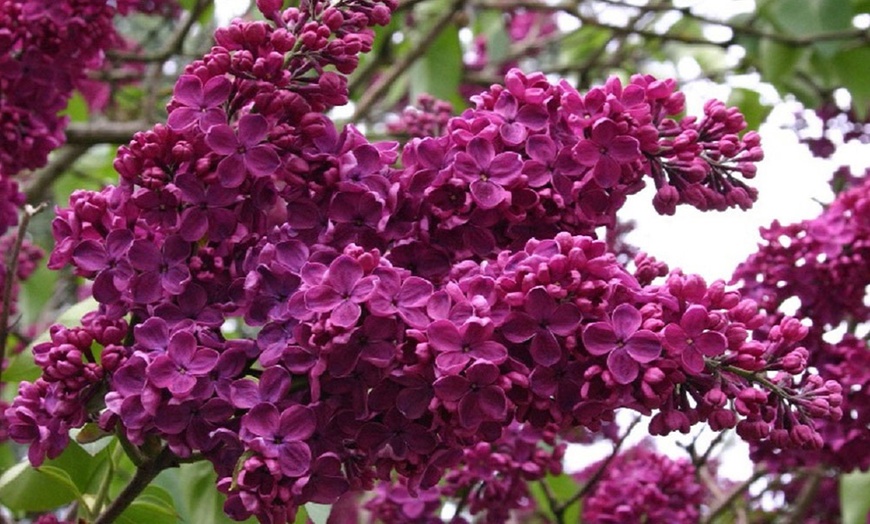 Image 2: Fragrant Purple Lilac Trees