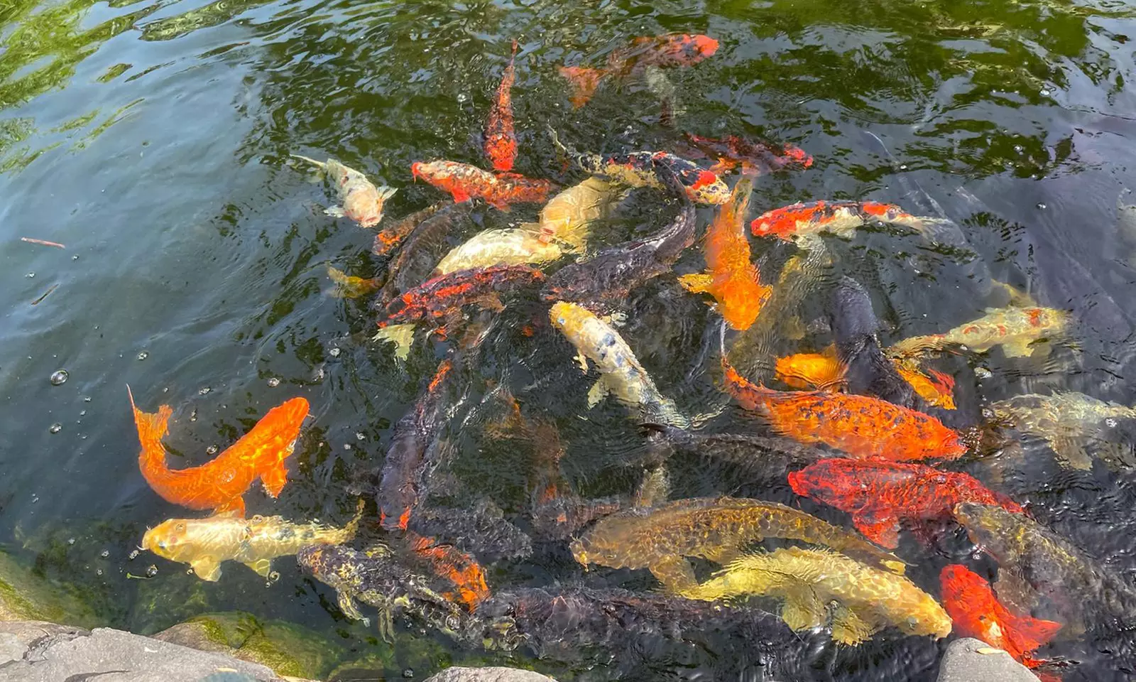 Entrada al orquidario y brunch en Café Orquidea