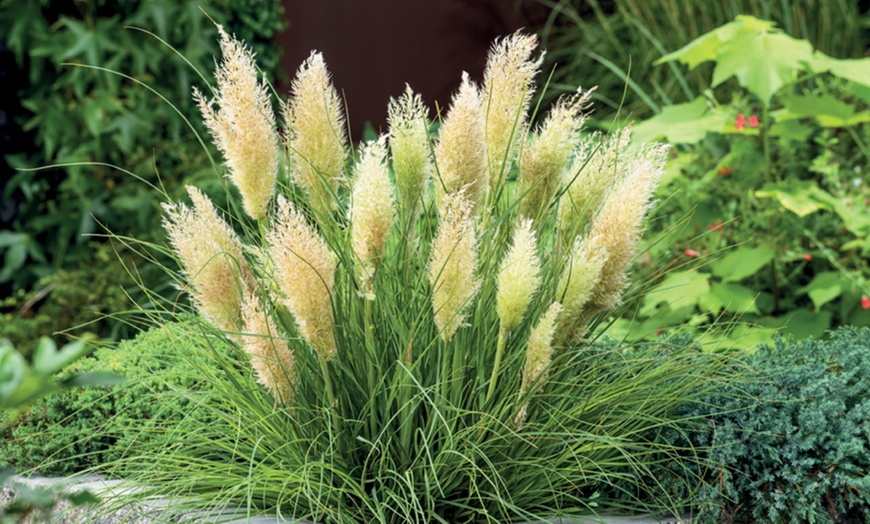 Image 4: Dwarf Pampas Grass 'Tiny Pampa' - 1 or 2 Potted Plants