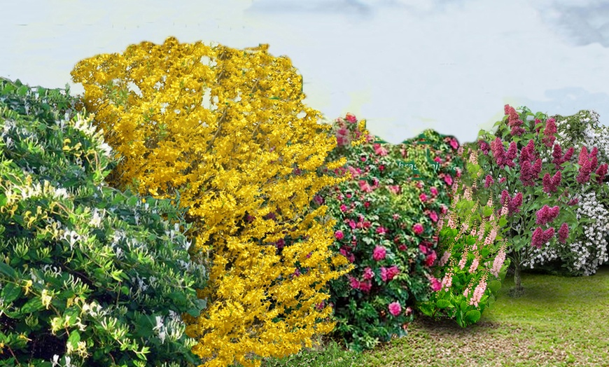 Image 1: Set of Flowering Hedges