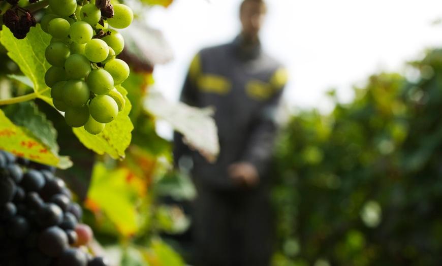 Image 1: Viticultura, enología y cata para 1 o 2 en Bodega J Miquel Jane