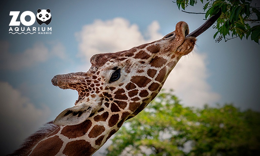 Image 4: ¡Oferta especial en el Zoo Aquarium de Madrid!