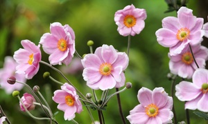  Anemone 'Windflower' Collection - 3 or 6 Potted Plants 