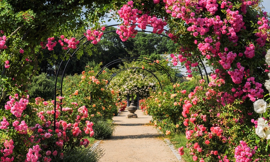 Image 3: Rose Flower Carpet Pink -1, 3 or 5 Plants in 3-Litre Pots