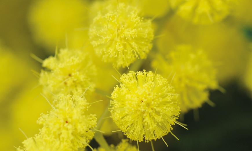 Image 3: Acacia Mimosa Dealbata in 9cm Pot - One, Two or Three Plants