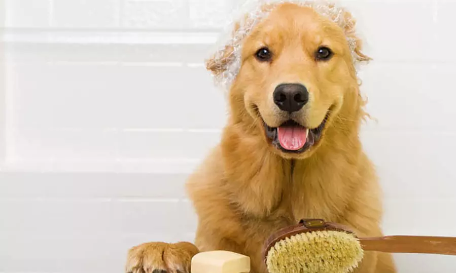 $105 for $140 Worth of Services — The Happy Dog - Mobile Pet Grooming - Primary Image