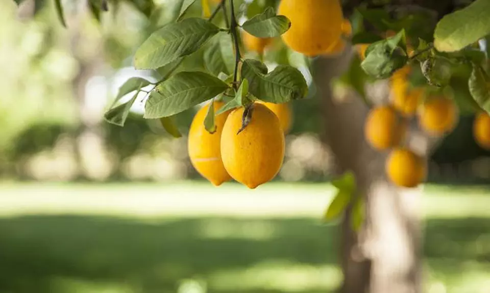 US Citrus Micro-Budded and Non-GMO Citrus Lemon Tree - Primary Image