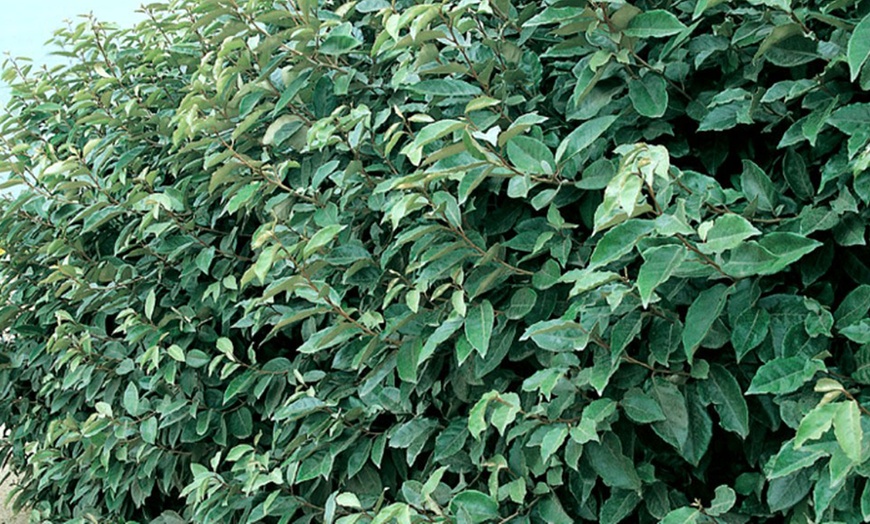 Image 7: Siepe di Abelia o Olivagno